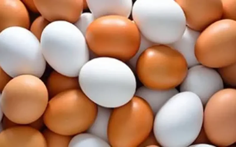 تغير ملموس البيضة تتصدر أسعار كفر الشيخ الخميس 15 يناير